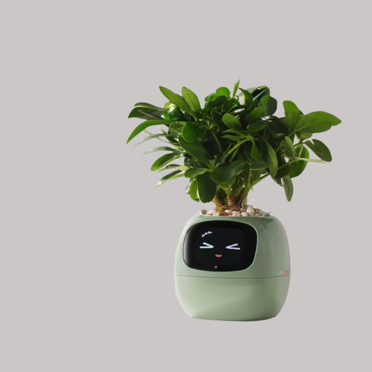 Ivy Smart Flowerpot – Mühelose Pflanzenpflege mit KI